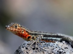 Lava lizard in the Galapagos