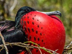 Magnificent frigatebird in the Galapagos Islands