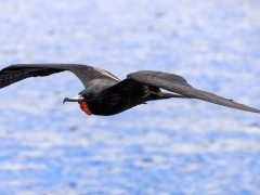 Magnificent frigatebird in the Galapagos.