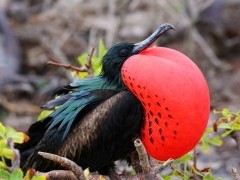 Male great frigatebird (fregata minor) in the Galapagos