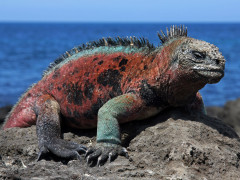 Marine iguana in the Galapagos