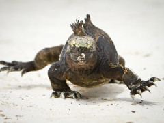 Marine iguana in the Galapagos Islands