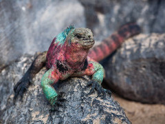 Marine iguana in the Galapagos Islands