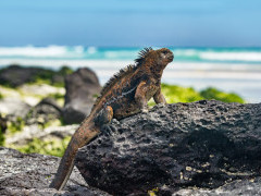Marine iguana in the Galapagos Islands