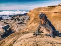 Marine iguana in Puerto Egas, the Galapagos