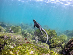 Marine iguana in the Galapagos Islands