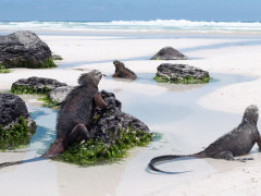 Marine iguana in the Galapagos