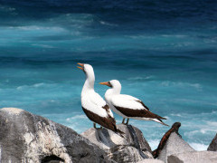 Nazca boobies in the Galapagos Islands