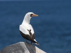 Nazca booby in the Galapagos