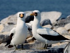 Nazca booby in the Galapagos