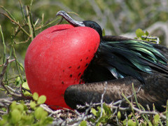 Great frigatebird in the Galapagos