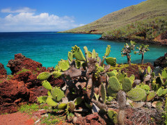 Prickly pear in Rabida Island, the Galapagos