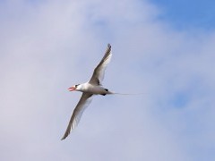 Red-billed tropicbird in the Galapagos.