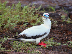Red-footed booby in the Galapagos
