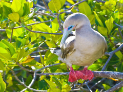 Red-footed booby in the Galapagos Islands