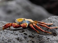 Sally lightfoot crab in the Galapagos.