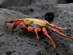 Sally lightfoot crab in the Galapagos.