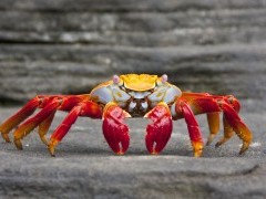 Sally lightfoot crab in the Galapagos