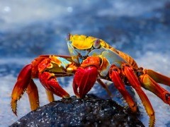 Sally lightfoot crab on lava rock in the Galapagos