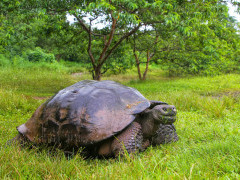 Galapagos giant tortoise in the Galapagos Islands