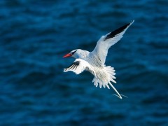 Red-billed tropicbird in the Galapagos