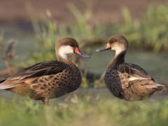 White-cheeked pintail in the Galapagos Islands