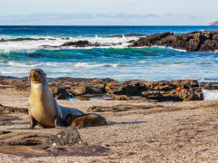Galapagos sea lion in the Galapagos Islands