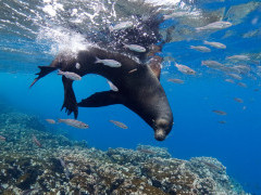 Galapagos sea lion in the Galapagos Islands