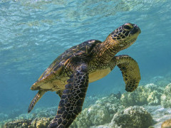 Sea turtle in the Galapagos Islands