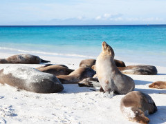 Sealion in the Galapagos