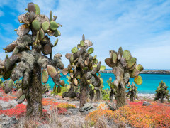 South Plaza Island in the Galapagos