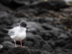 Swallow-tail gull in the Galapagos.