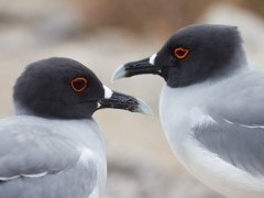 Swallow-tail gull in the Galapagos