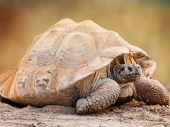 Tortoise in the Galapagos
