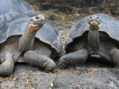 Giant tortoise in the Galapagos
