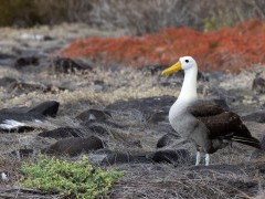 Waved albatross in the Galapagos.