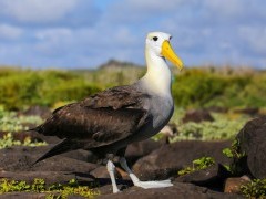 Waved albatross in Espanola Island, the Galapagos