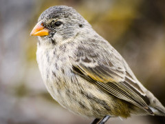 Darwin's finch in the Galapagos Islands