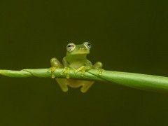 Glass frog