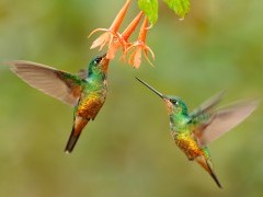 Golden-bellied starfrontlet