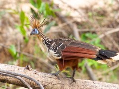 Hoatzin