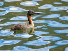 Male southern great grebe in Torres del Paine National Park, Chile.
