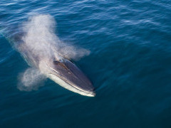 Blue whale in Baja California, Mexico.