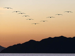Brown pelican in Baja California, Mexico.