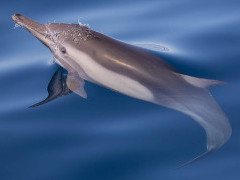 Common dolphin in Baja California, Mexico.