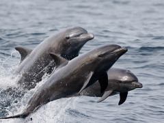 Common bottlenose dolphin in Baja California, Mexico.