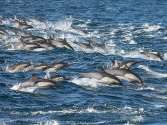 Common dolphin in Baja California, Mexico.