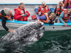 Grey whale in Baja California, Mexico.