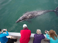 Grey whale in Baja California, Mexico.