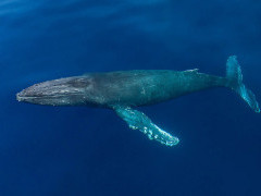 Humpback whale in Baja California, Mexico.
